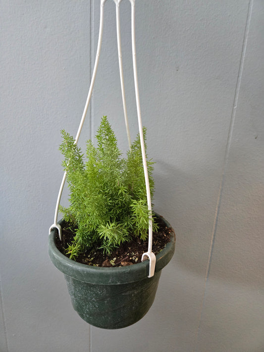 Foxtail Fern