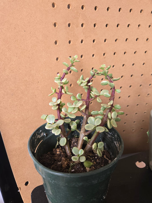 Variegated elephant bush