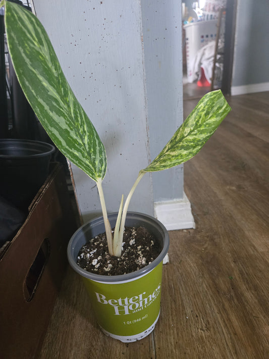 Aglaonema golden madonna