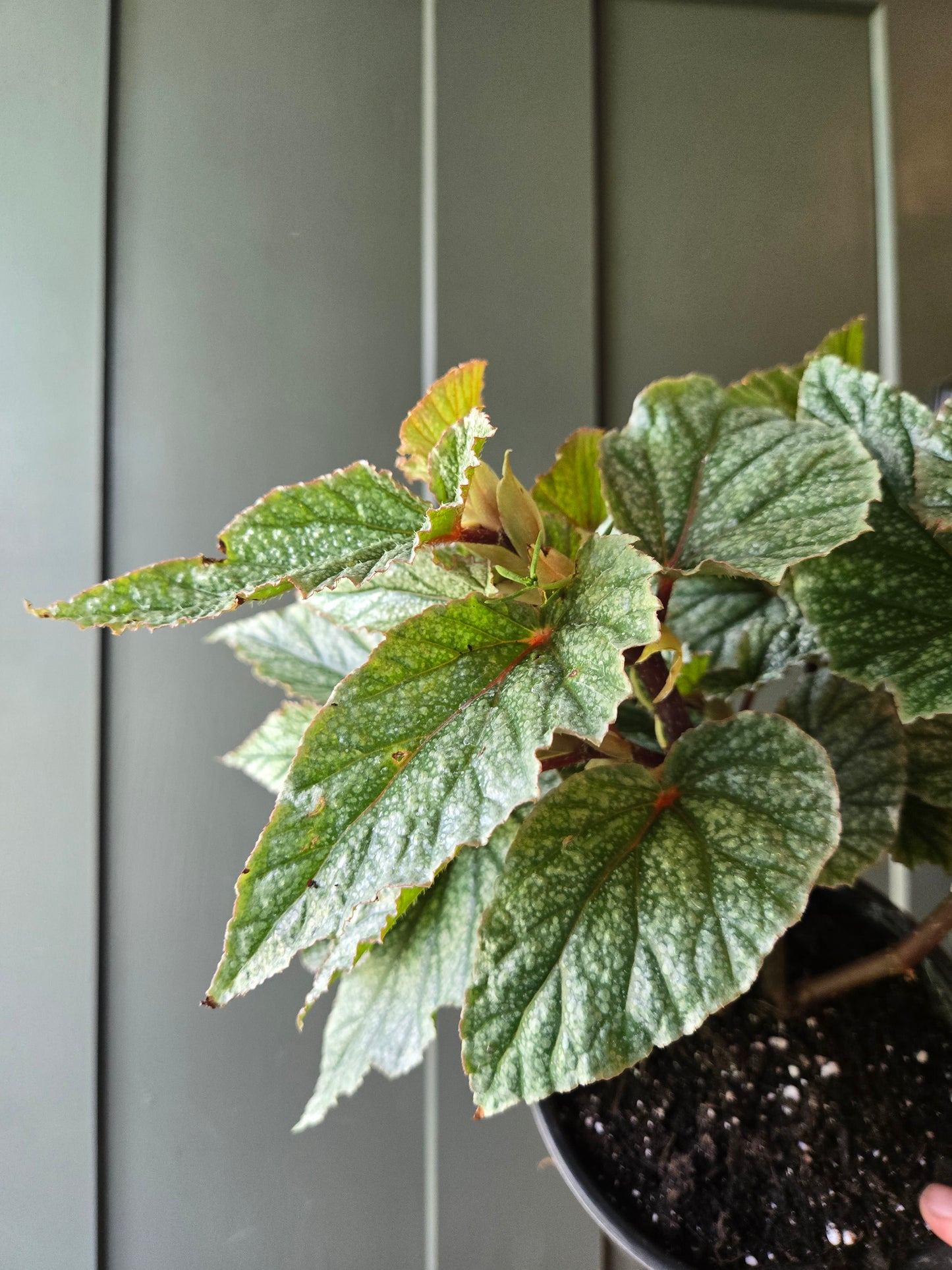Angel Wing Begonia Frosty