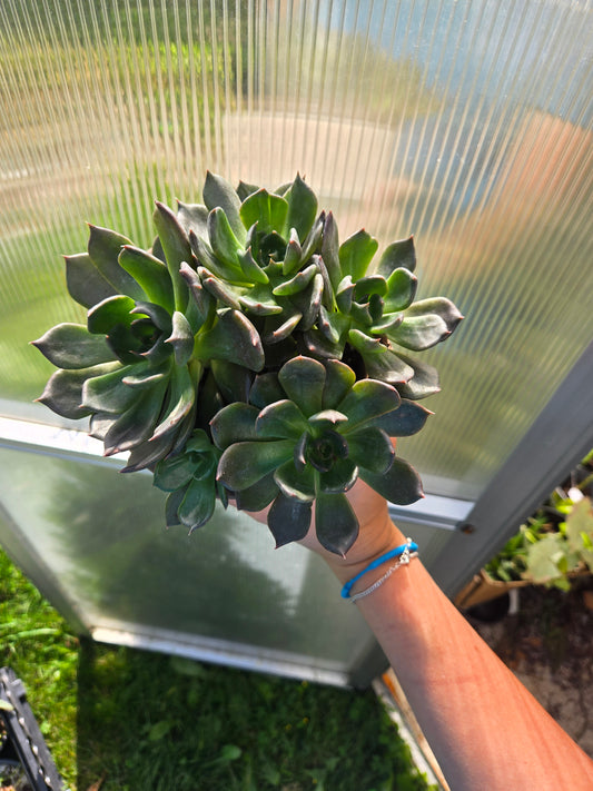 Echeveria Black Prince