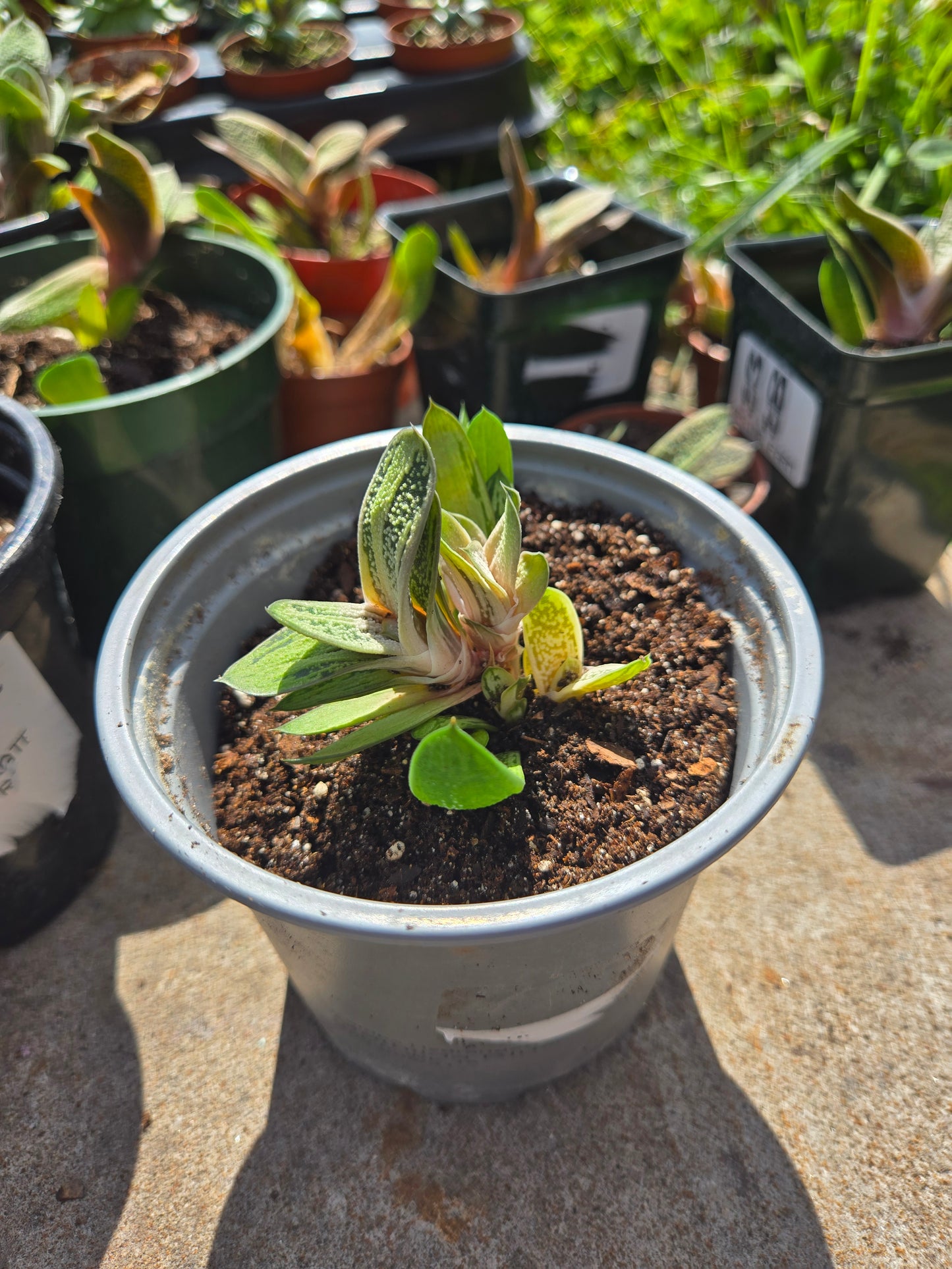 Gasteria Little Warty