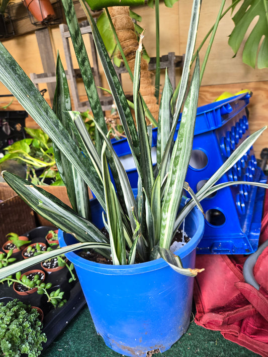 Sansevieria Bantel's sensation
