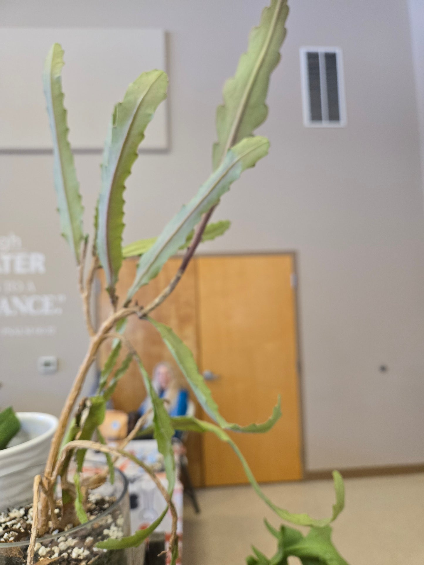 Epiphyllum oxypetalum