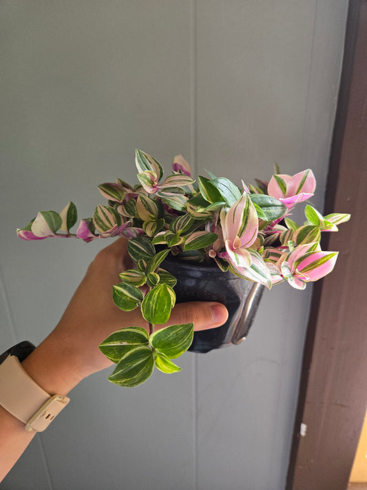 Tradescantia rainbow zebra