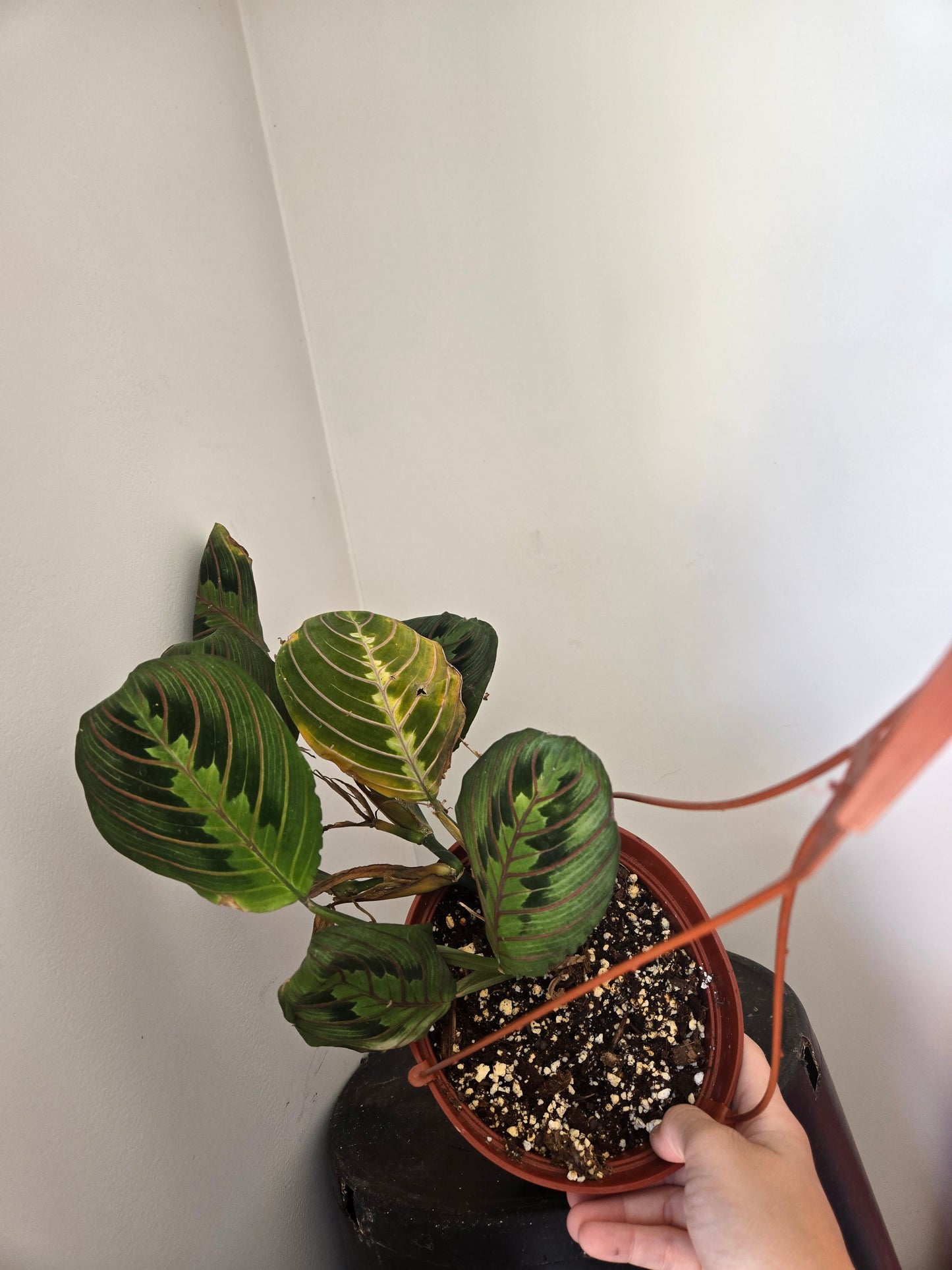 Red maranta Leuconeaura