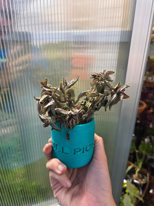 Pilea Involucrata (silver tree)
