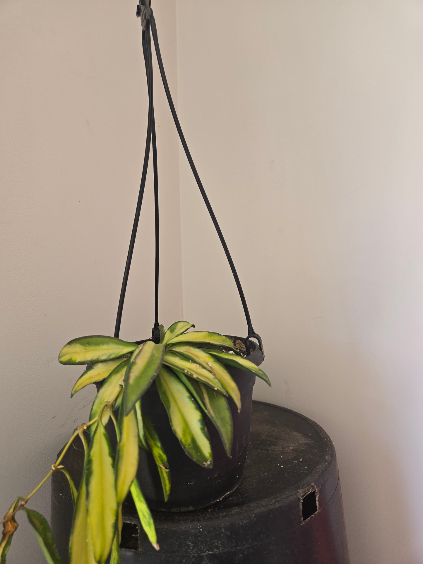 Hoya wayetii v.