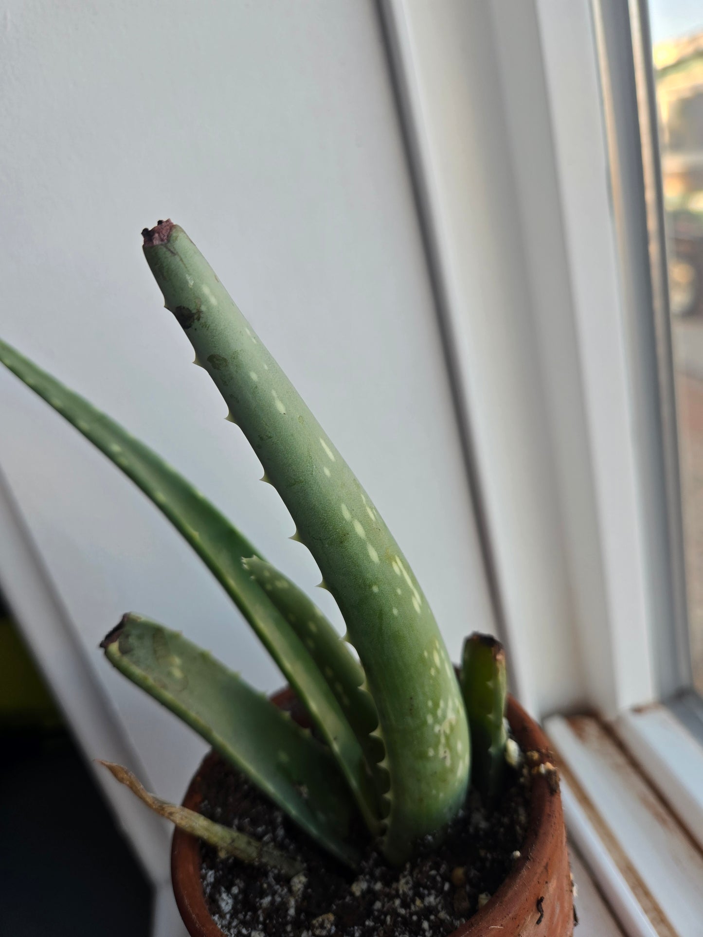 Aloe vera