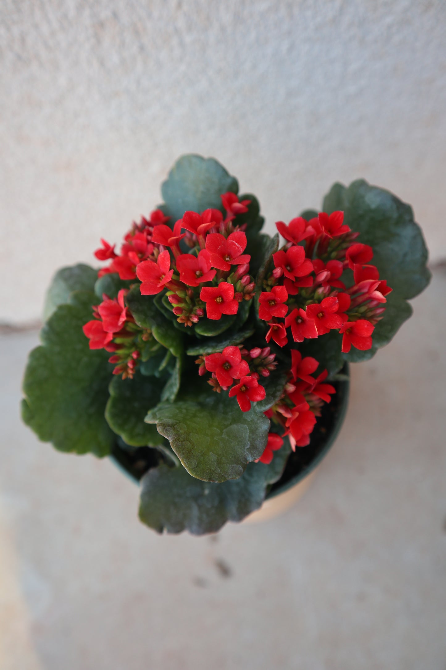 Kalanchoe