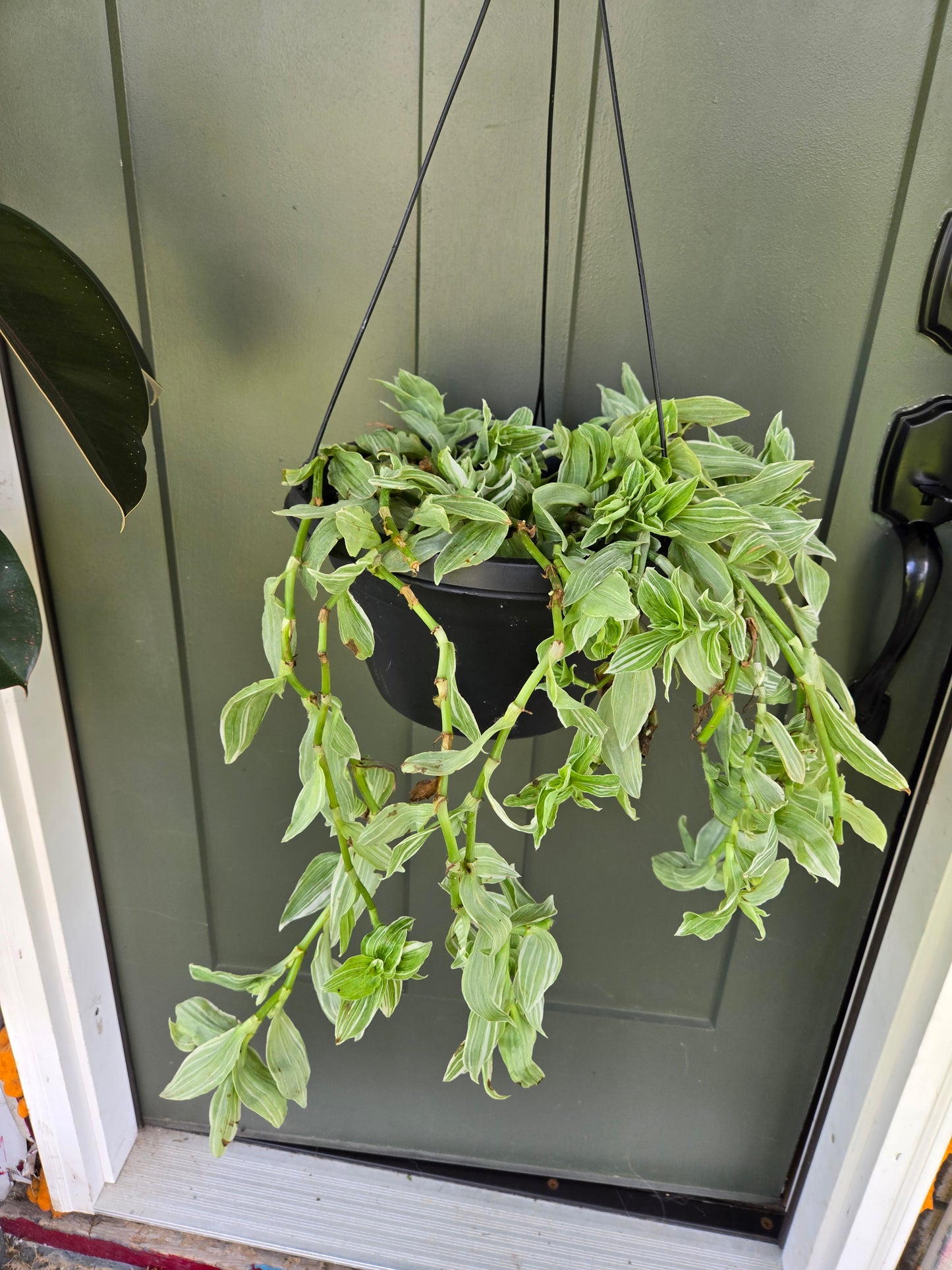 Tradescantia Albiflora Albovitatta
