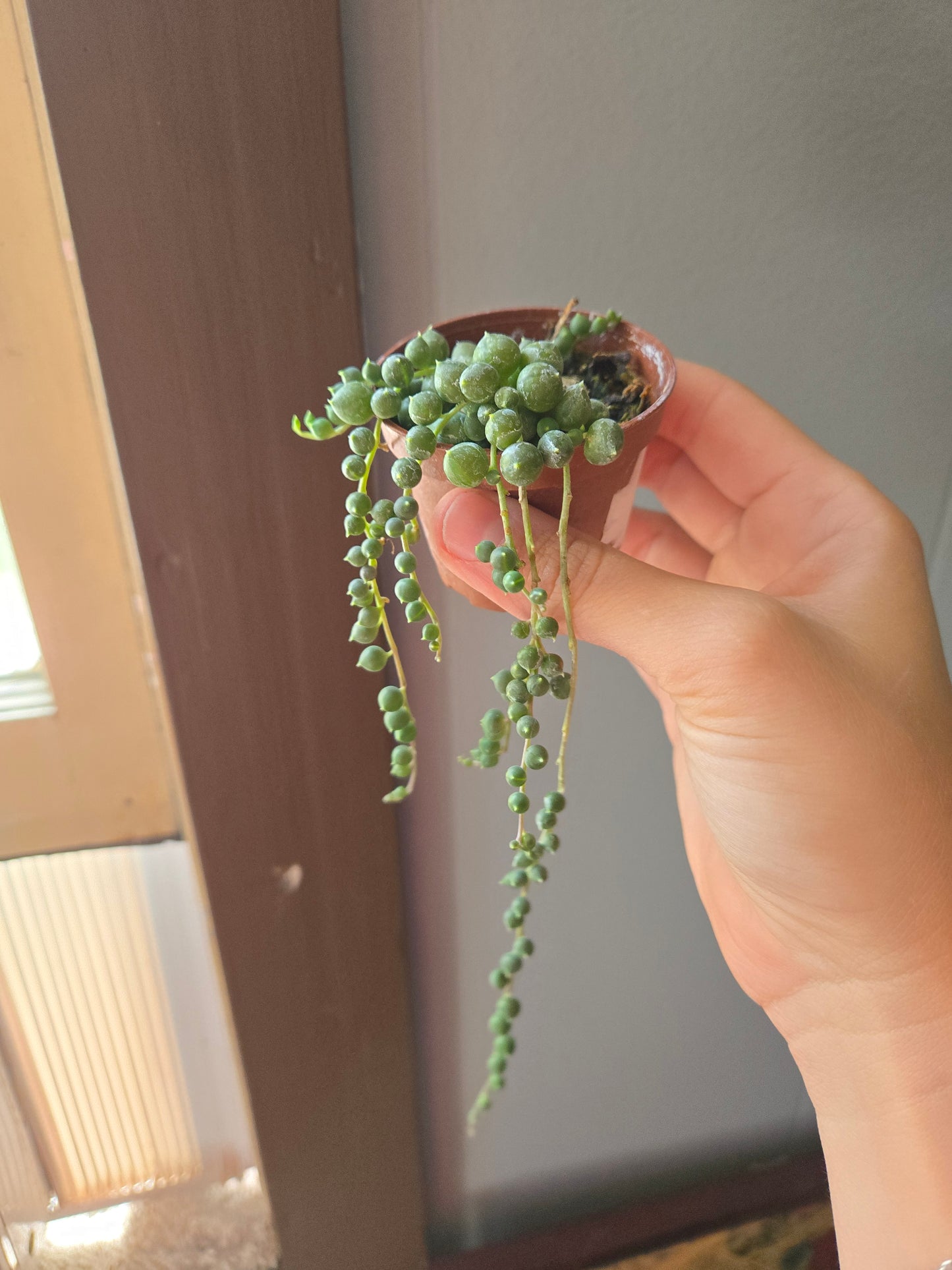 String of pearls