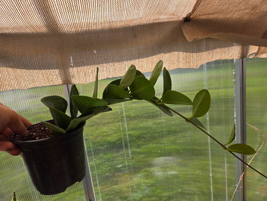 Hoya Australis