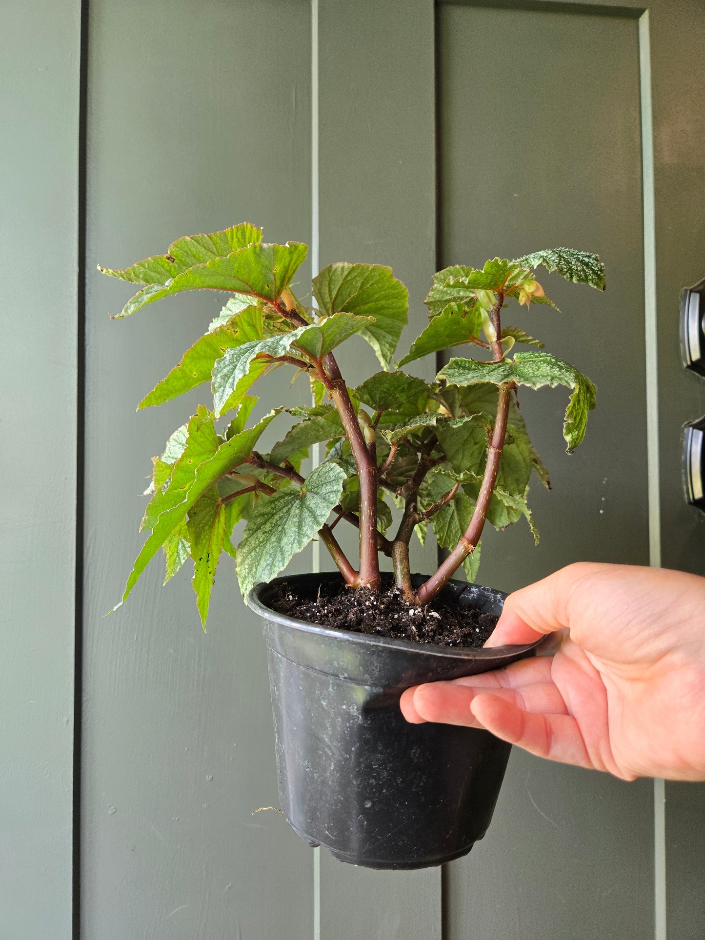 Angel Wing Begonia Frosty