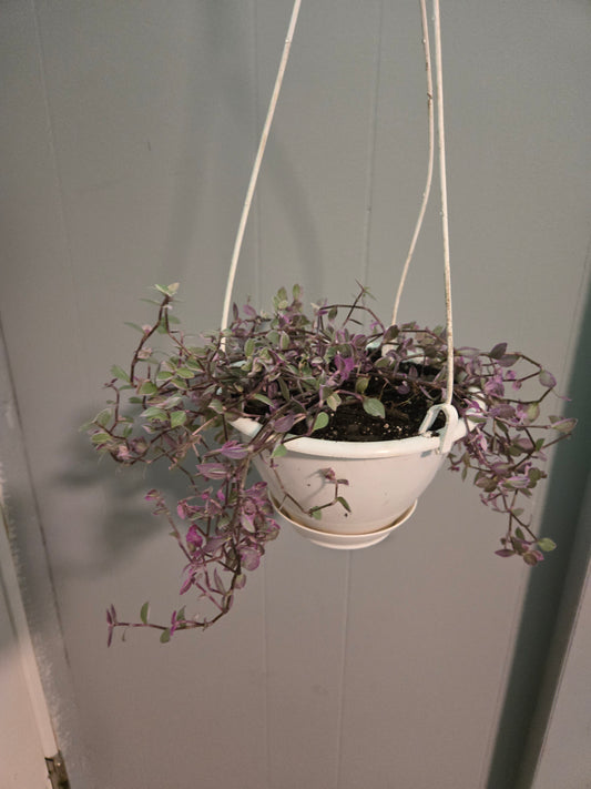 Callisia repens Pink lady