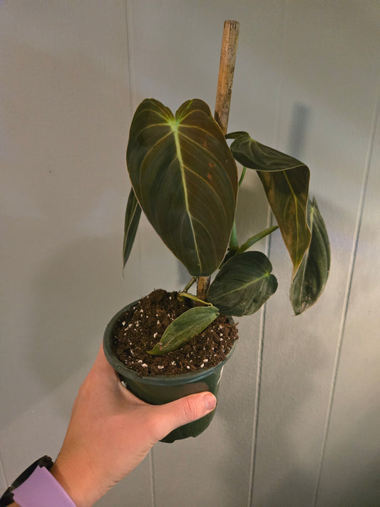 Philodendron black gold