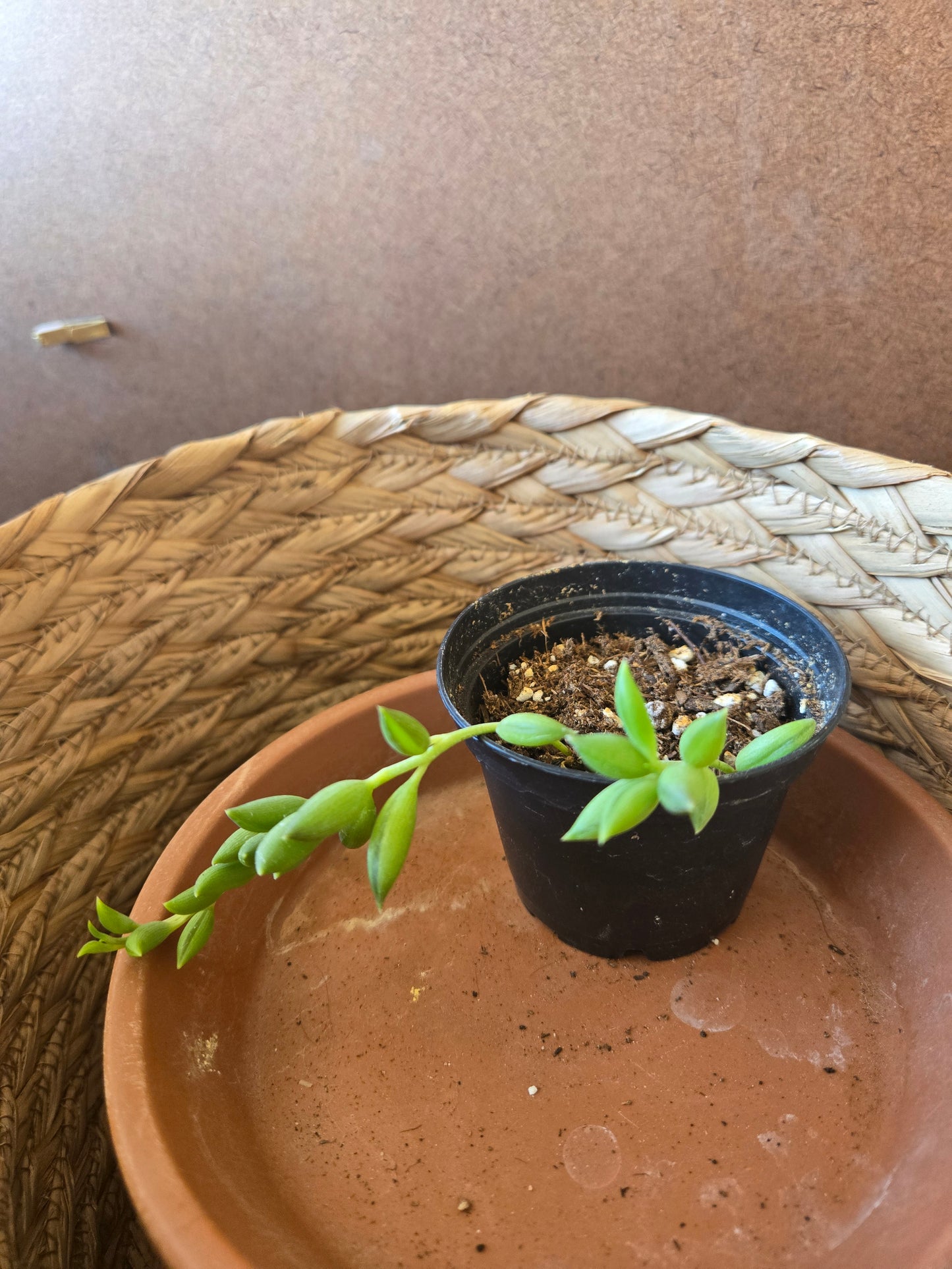 String of bananas