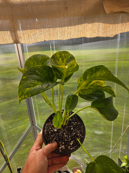 Golden pothos