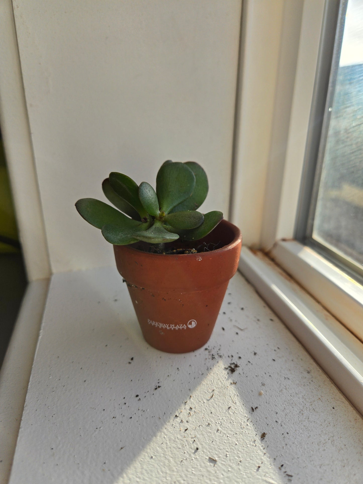 Jade Plant