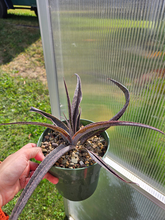 Rattlesnake agave/manfreda maculosa