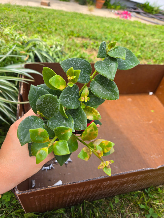 Lipstick plant