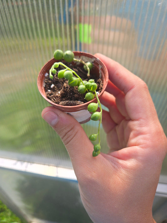 String of pearls