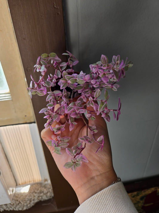 Callisia Pink panther