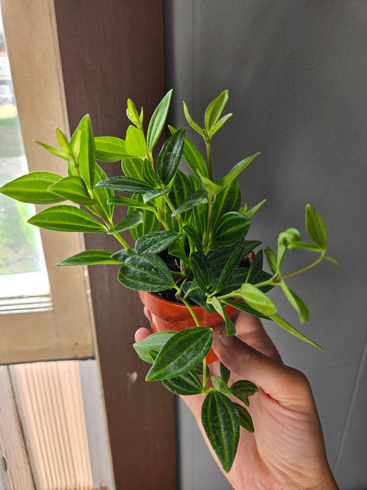 Peperomia Funky Frog
