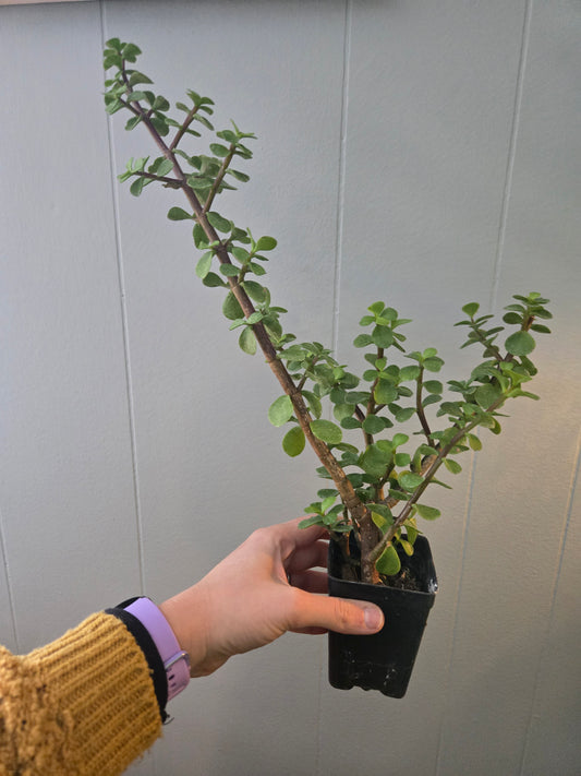 Portulacaria Afra