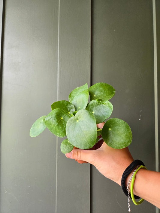 Pilea Peperomioides