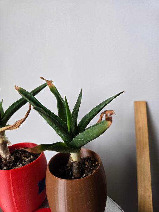 Haworthia pentagona
