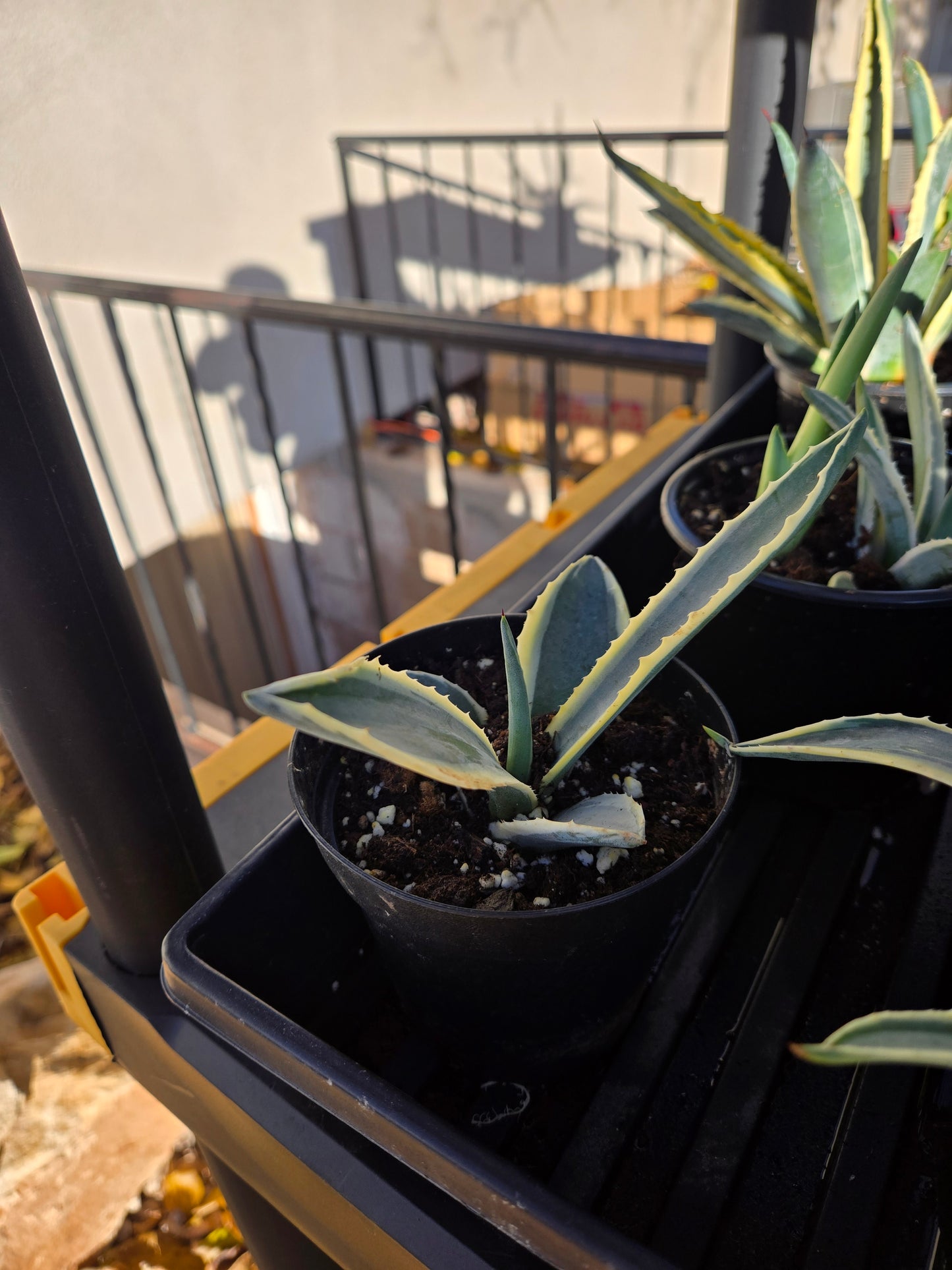 Century plants V.(American agave Variegata)