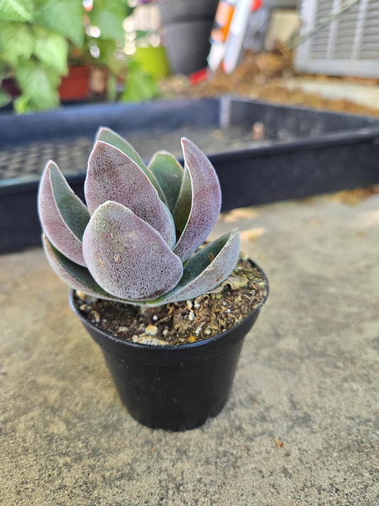 Crassula Garnet Lotus