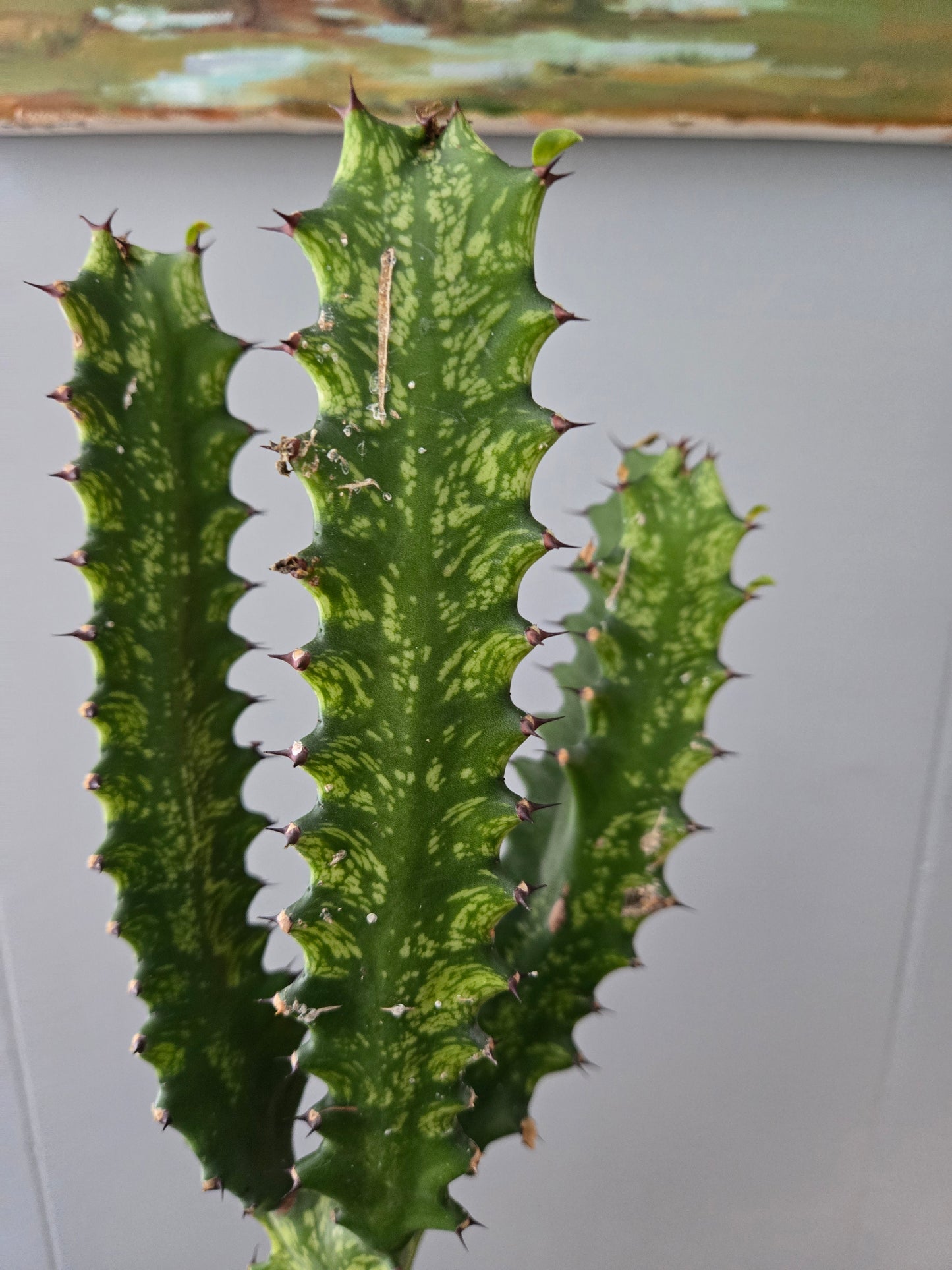 Euphorbia Trigona V.