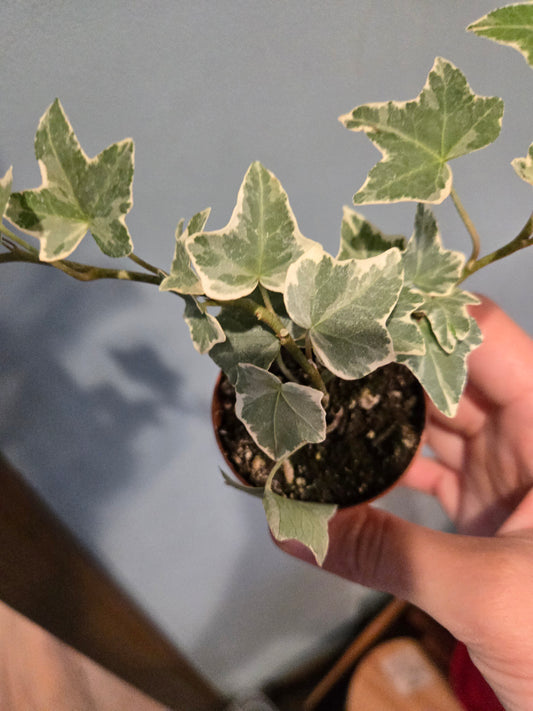 English ivy V.