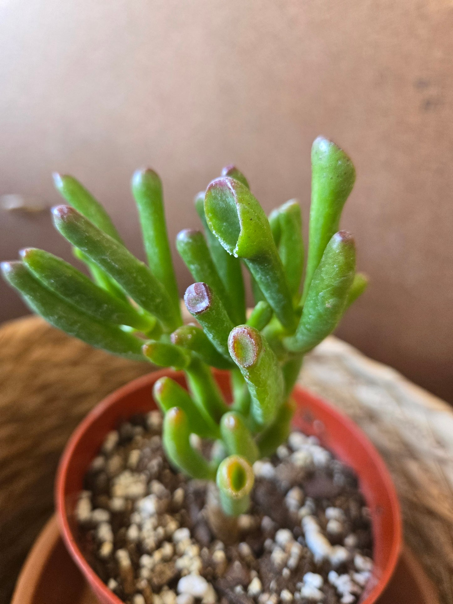 Crassula ovata gollum