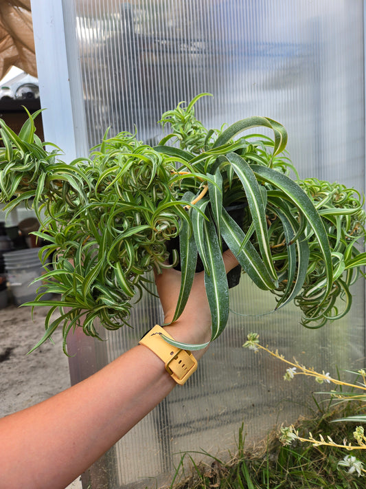 Curly Spider Plant 'Bonnie'