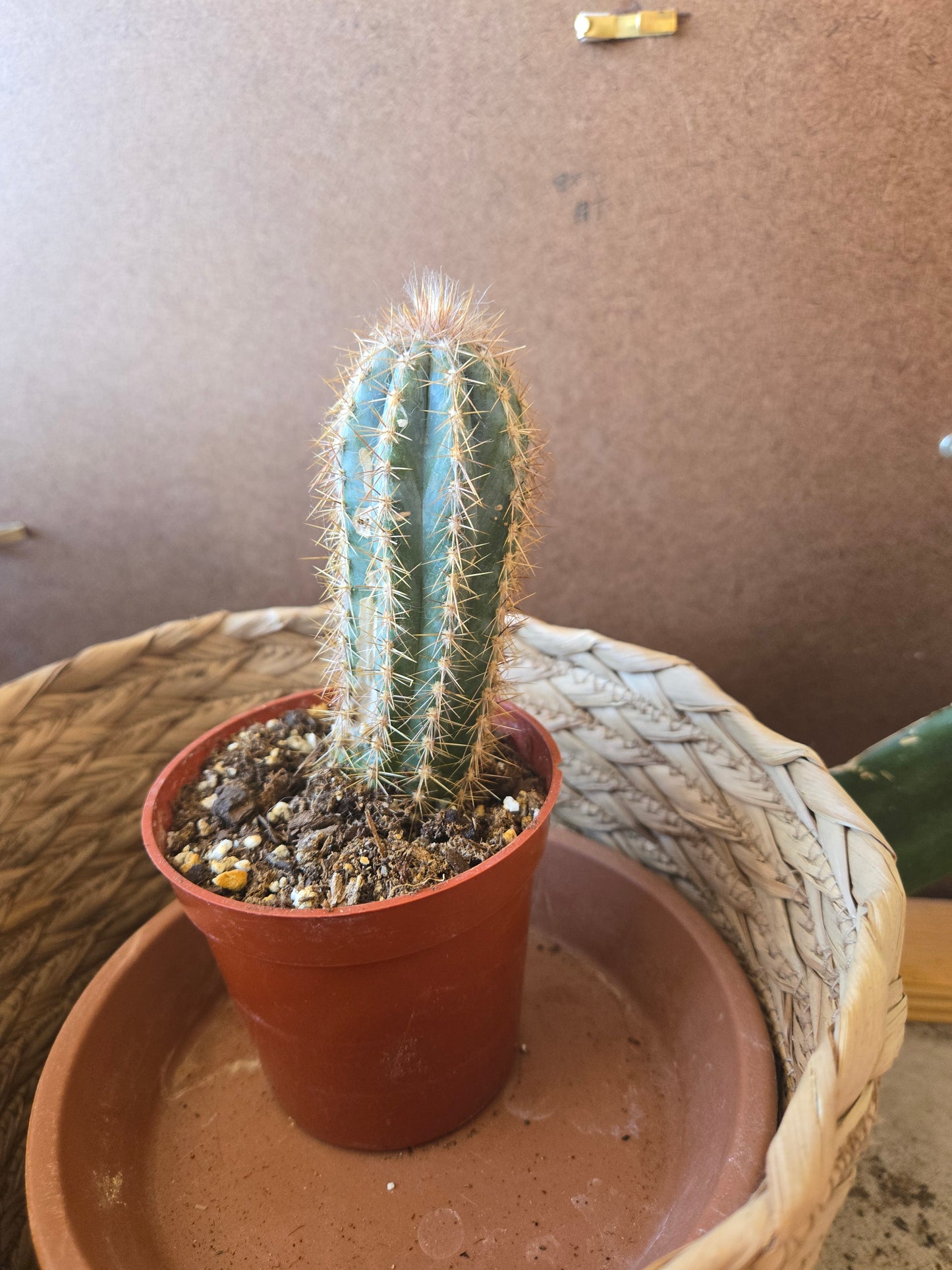 Blue torch cactus