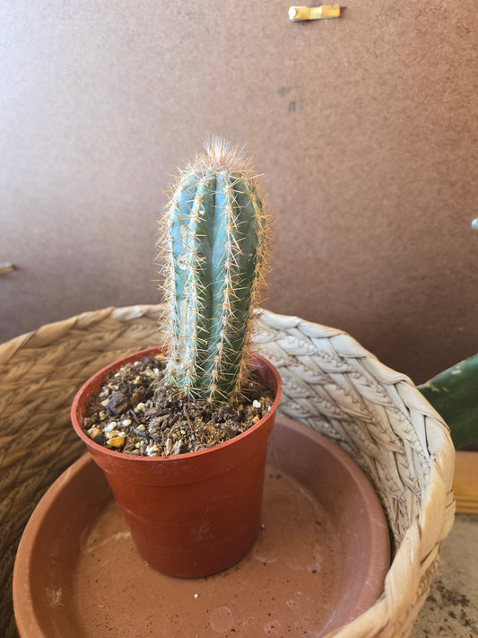 Blue torch cactus