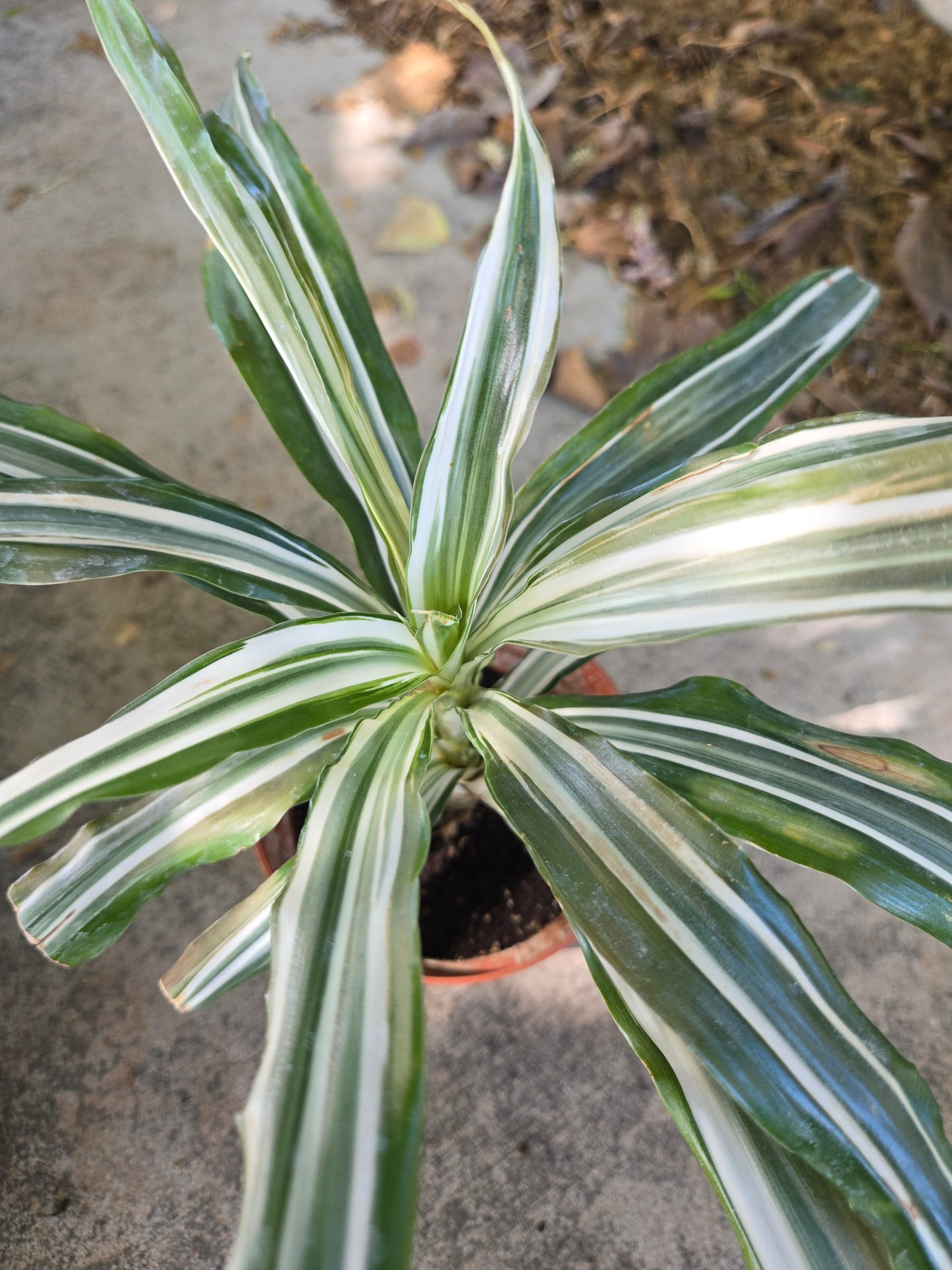 Dracaena warneckii