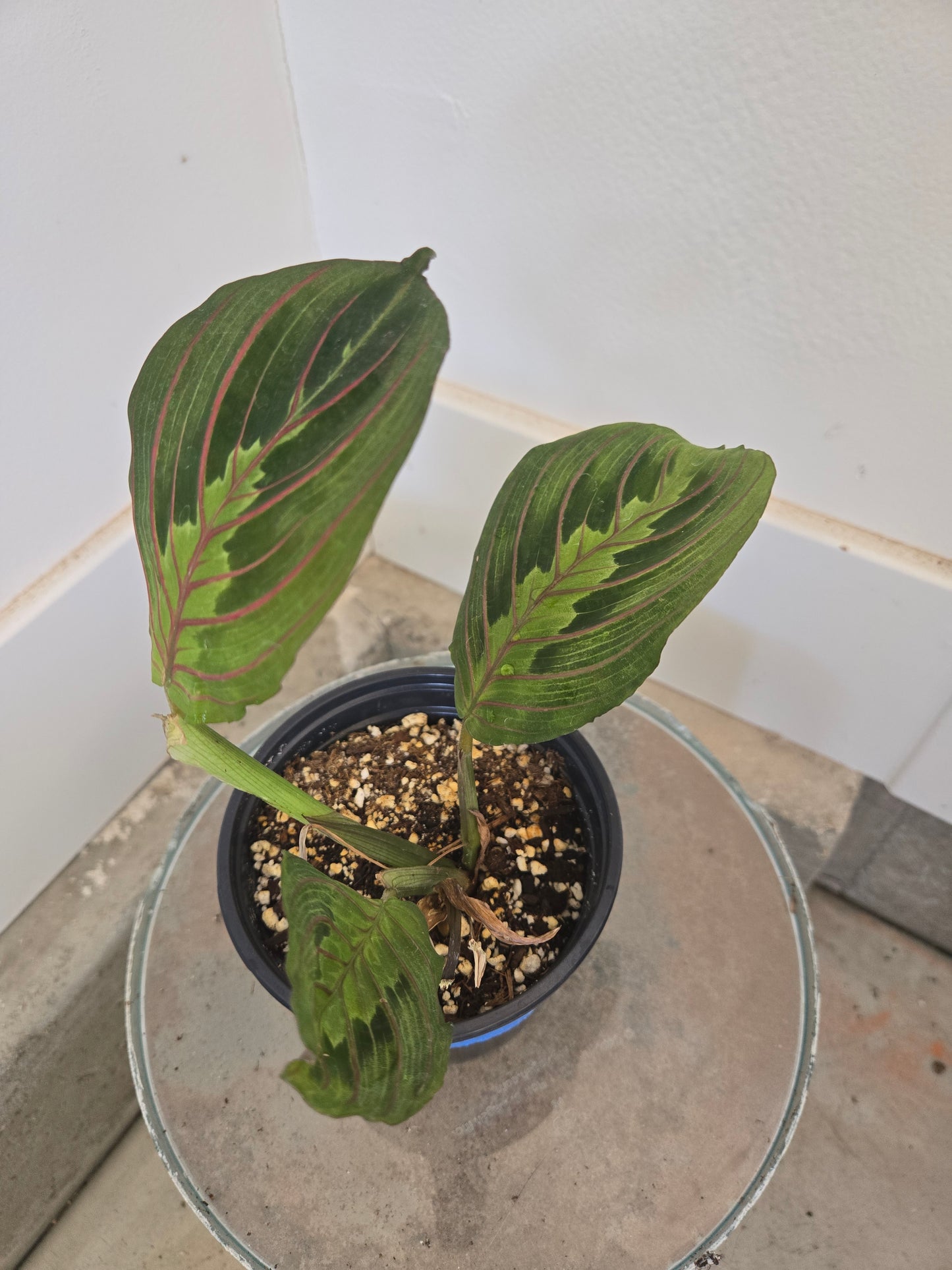 Red maranta Leuconeaura