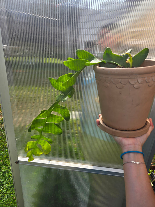 Orchid cactus