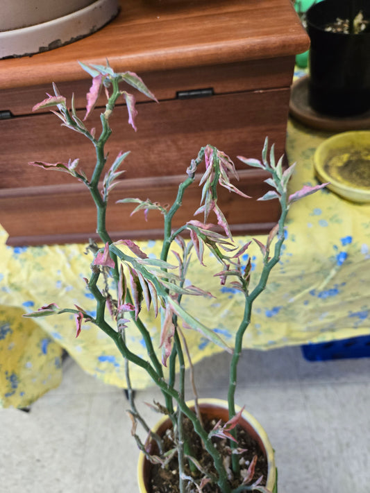 Euphorbia Devil's backbone variegated