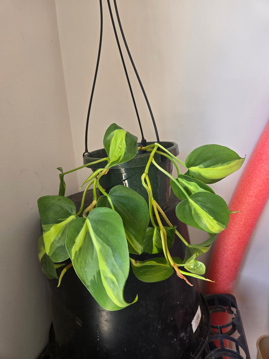 Philodendron Brazil