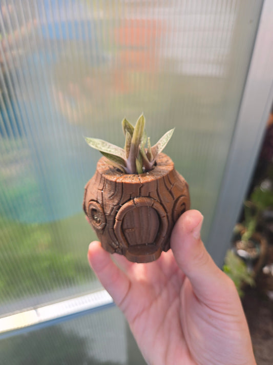 Gasteria little Warty