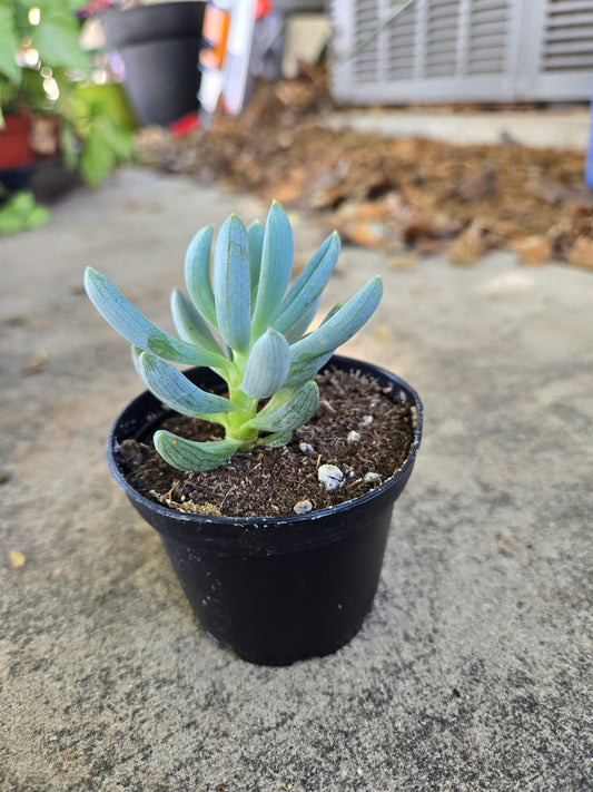 Senecio blue chalkstick