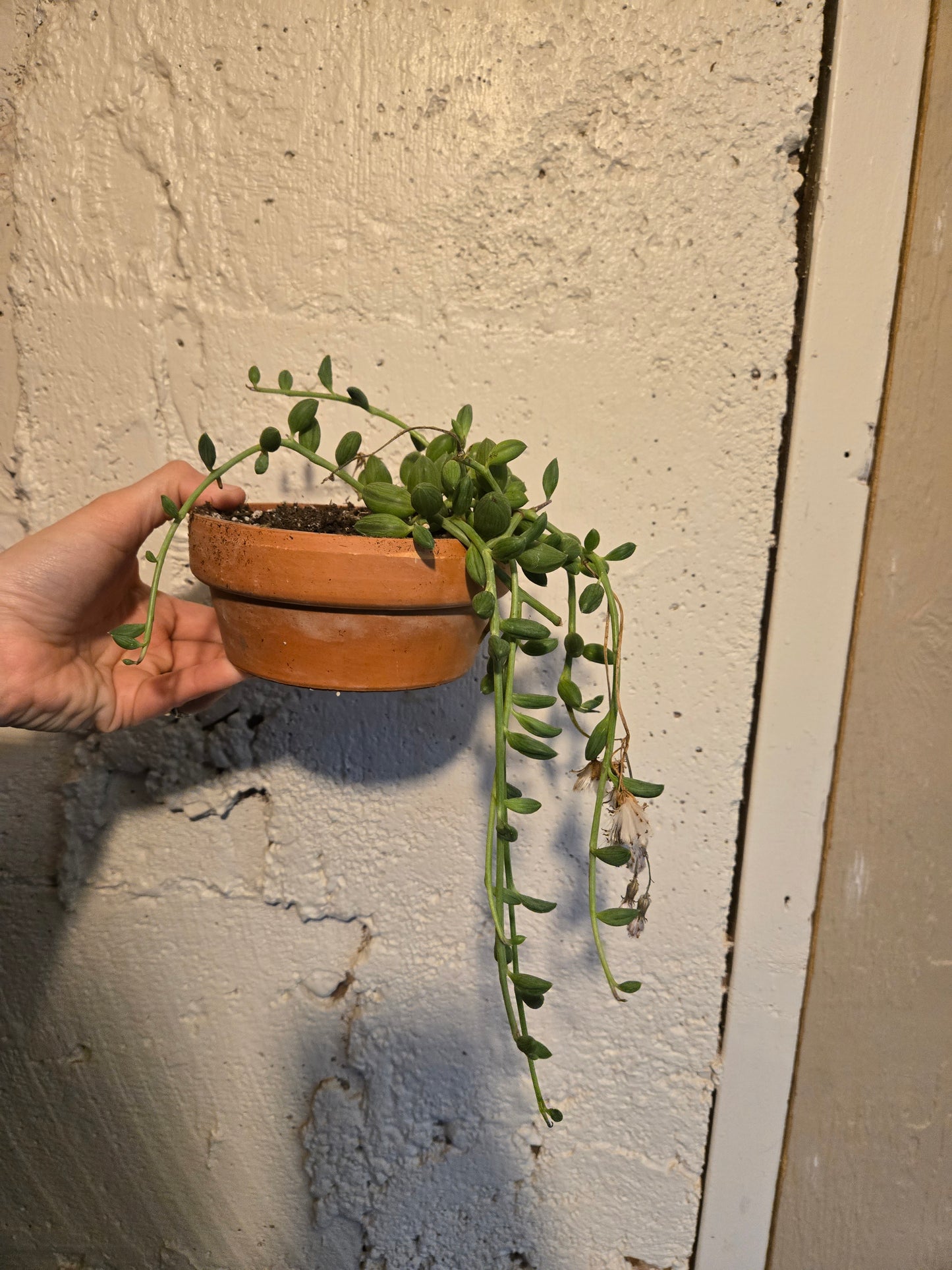 String of watermelons