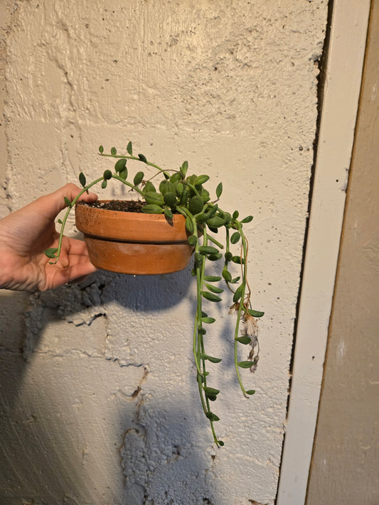 String of watermelons