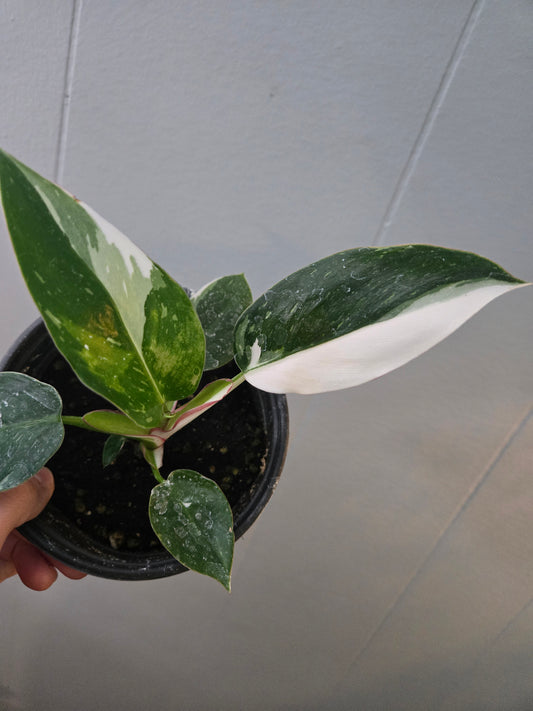 Philodendron White princess