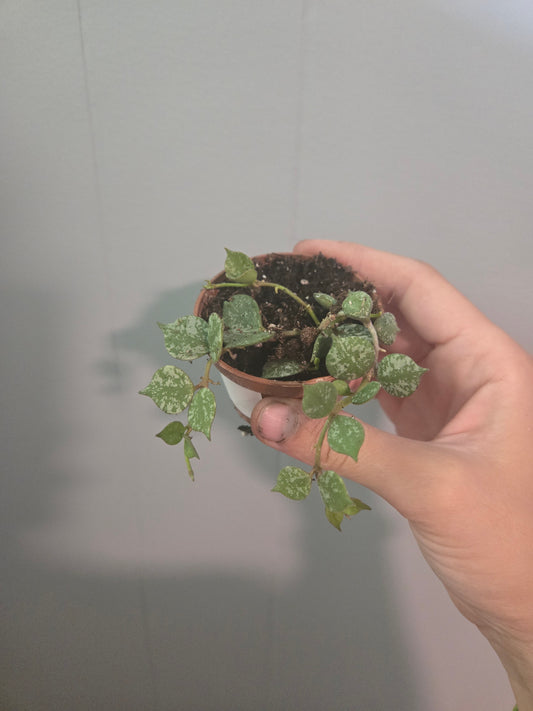 Hoya Curtisii